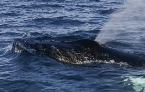 Close Up: Arctic Whale Pods