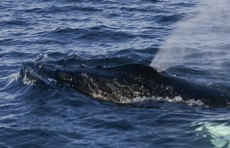 Close Up: Arctic Whale Pods