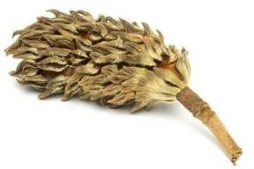 Magnolia Pod