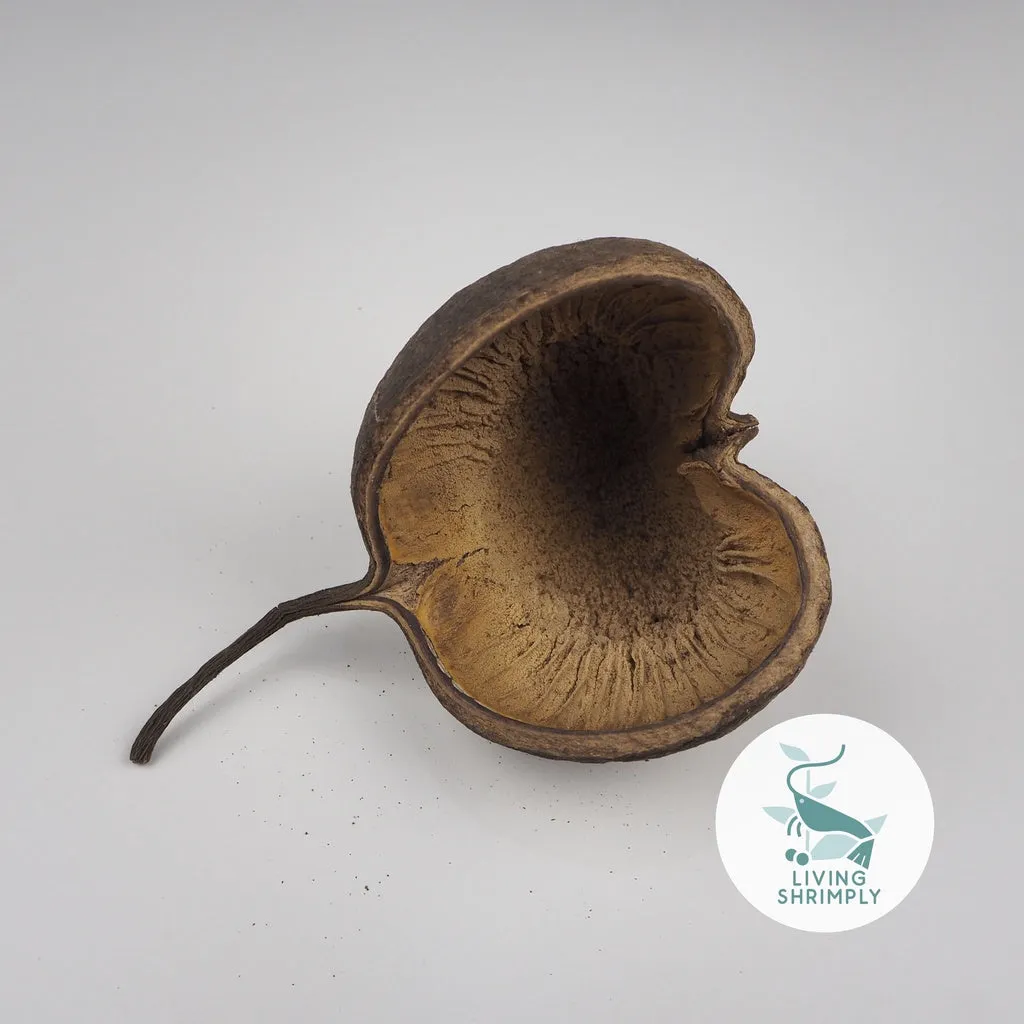 [NEW IN] All Natural Dried Pods Feed For Shrimps
