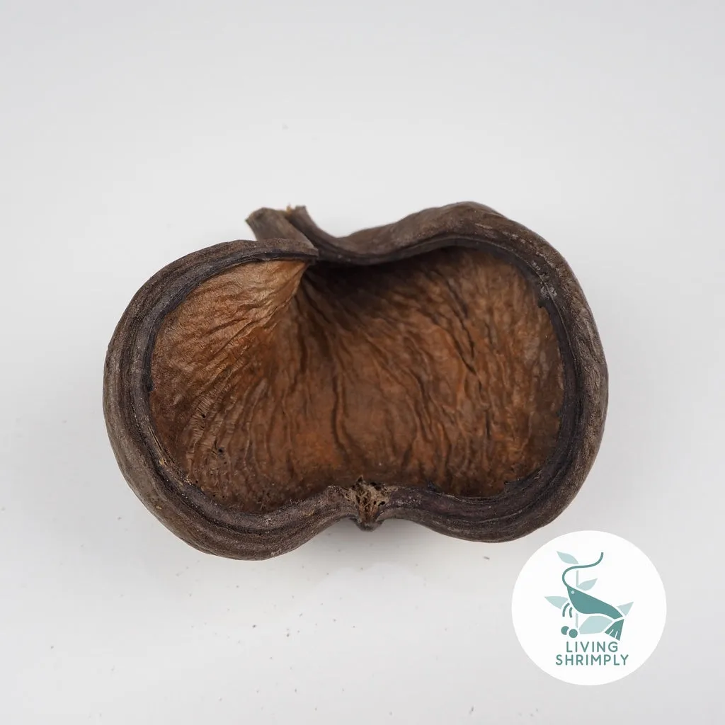 [NEW IN] All Natural Dried Pods Feed For Shrimps
