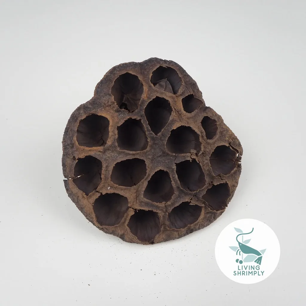 [NEW IN] All Natural Dried Pods Feed For Shrimps