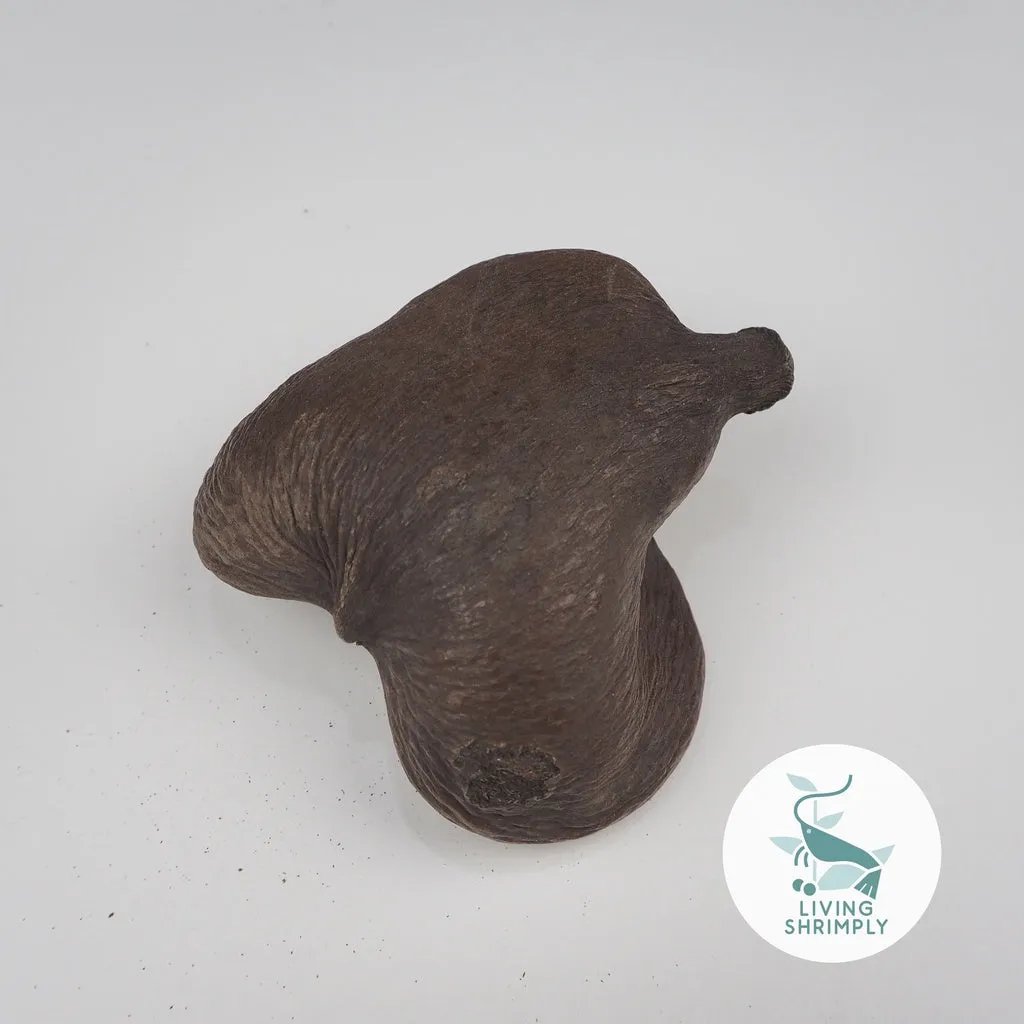 [NEW IN] All Natural Dried Pods Feed For Shrimps
