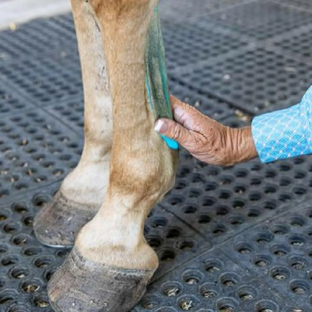 Vetericyn Mobility Equine Liniment Treatment